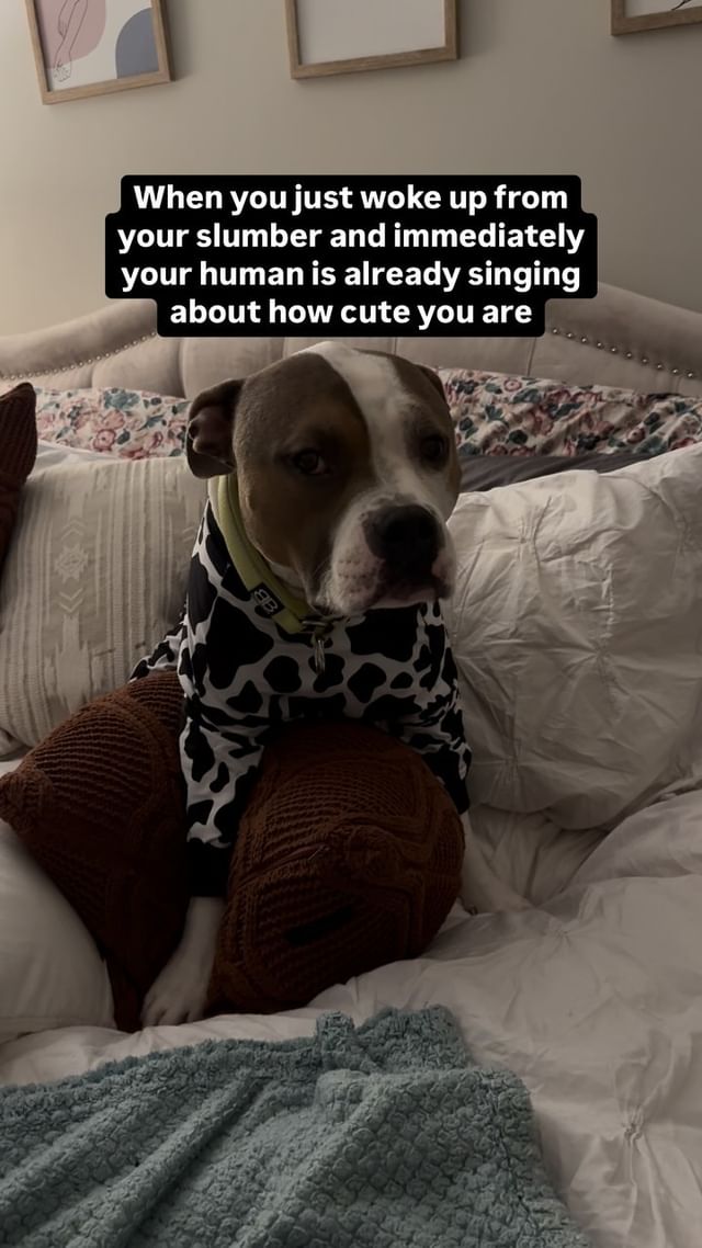 Instagram post by @wally_the_pit for Barked by 9GAG. Caption reads: Just can’t help but sing about that cute noggin,....