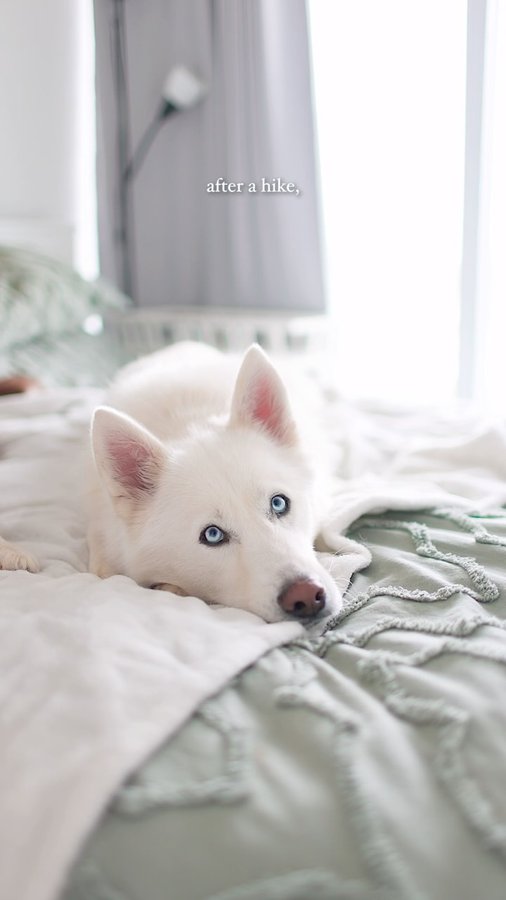 Instagram post by @roamwildwithus for Skout's Honor. Caption reads: Muddy, wet paws, and that classic “wet dog” smell....