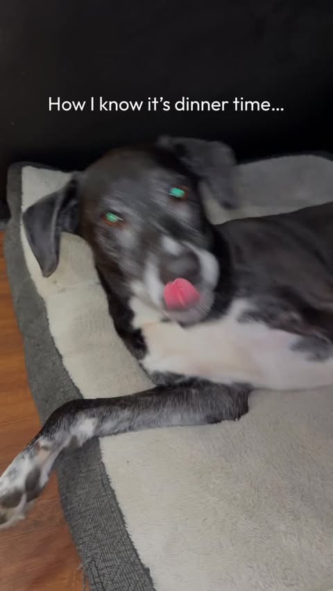 Instagram post by @alexandradwilk for Jinx. Caption reads: [...] Starting with their bowl. Grab @thinkjinx at....