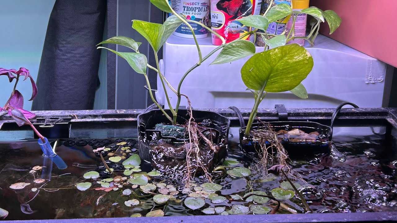YouTube post by @KingOfAquariums for Hygger Aquarium. Caption reads: Aquatic Plants Are A GAME CHANGER.