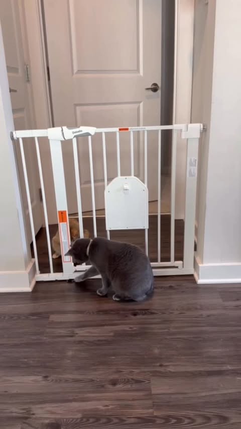 Instagram post by an influencer for BabelioBaby. Caption reads: Introducing the CatPrivilege series by....