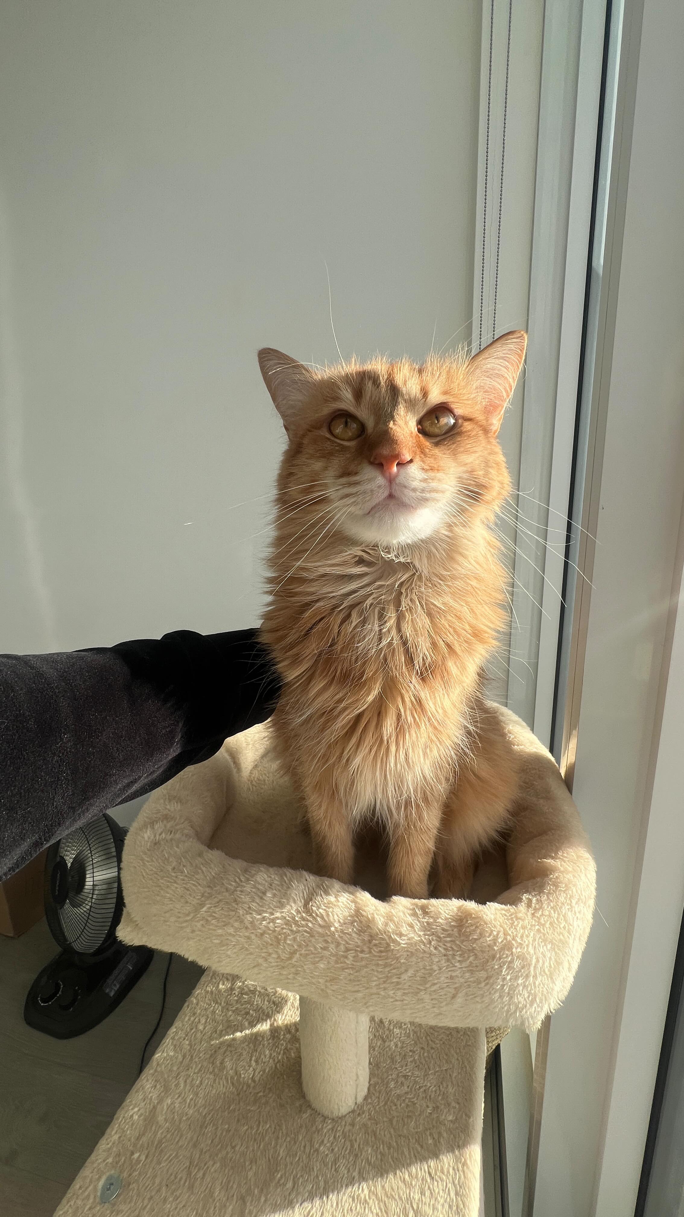 Instagram post by @alizashan for impressbeauty. Caption reads: Sabrina with @impresslashes.