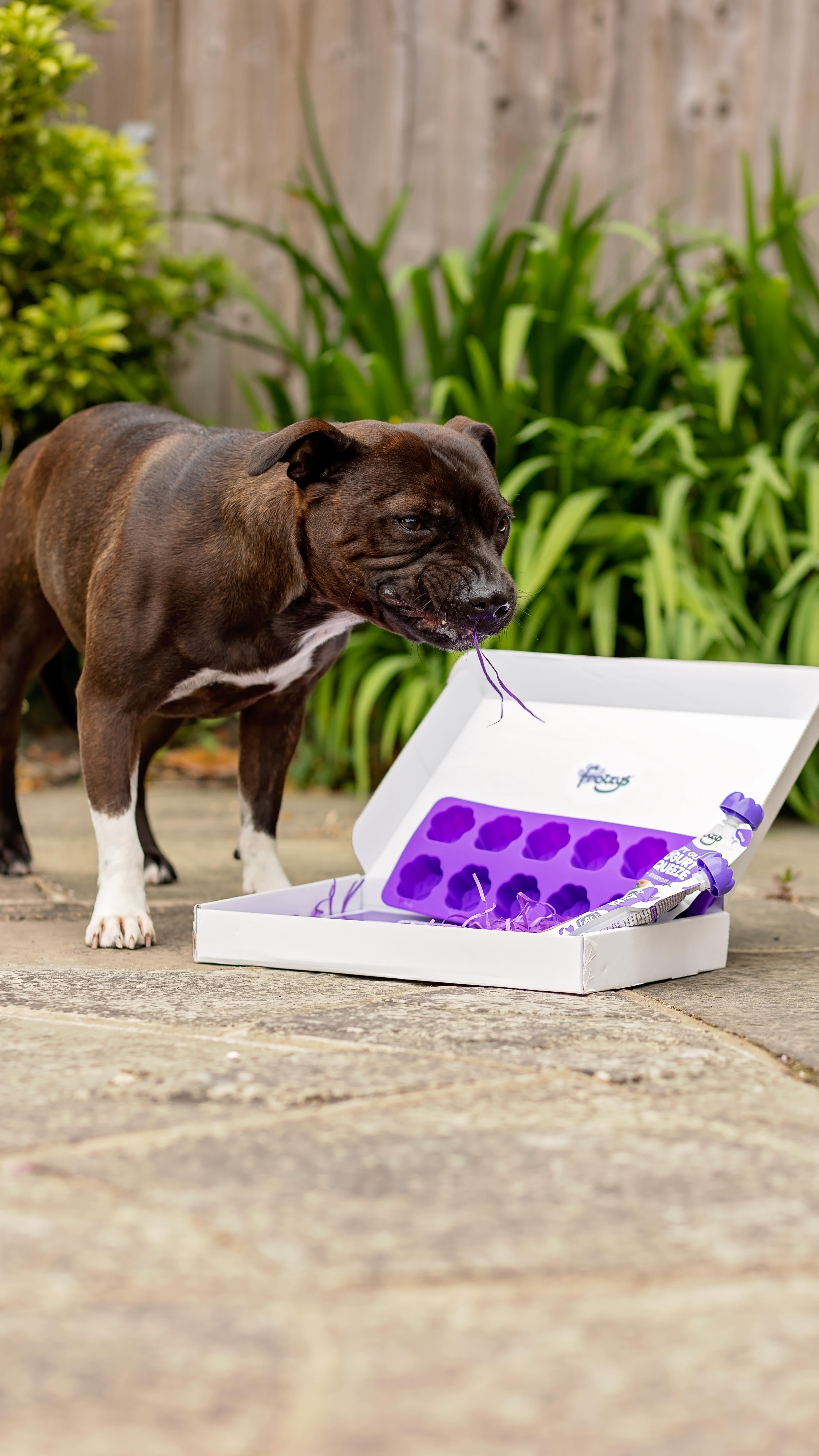 Instagram post by @peggy_the_kentish_staffy for Frozzys. Caption reads: 🐾 Squeeze the Goodness, hoomans! 🐾
I’m living my....