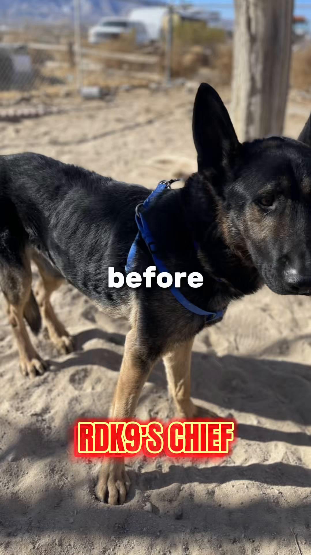 TikTok post by @regionaldeployedk9 for King Lou. Caption reads: [...] at a time, because all lives matter‼️ @King....