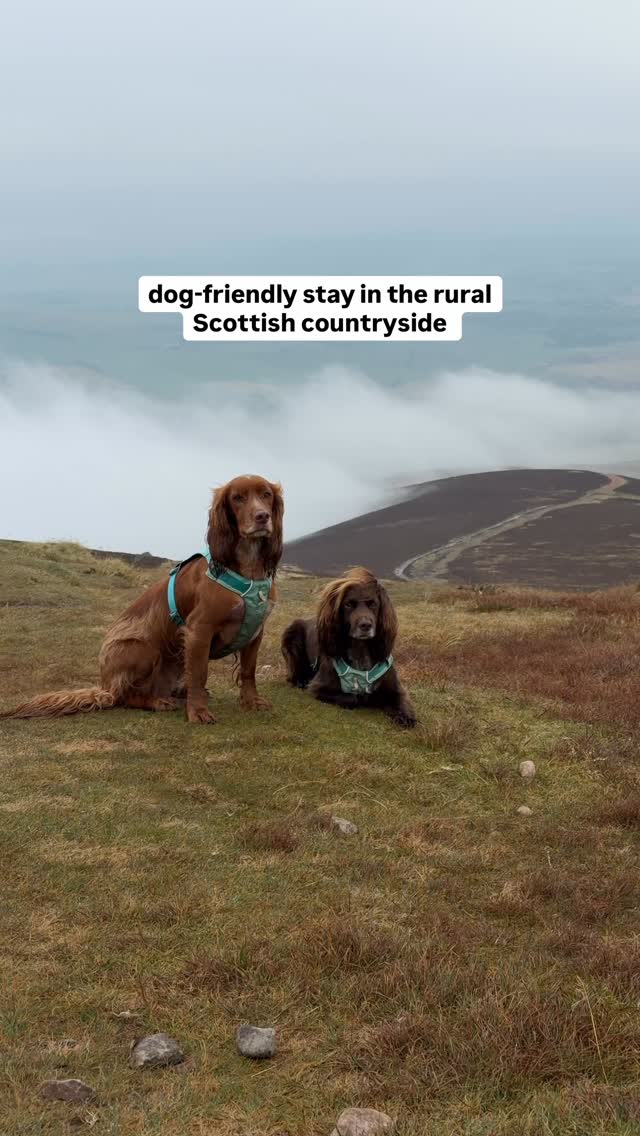 Instagram post by @theedinburghspaniels for Ruffwear. Caption reads: A perfect cosy rural weekend spot🐾👇🏼

Some....