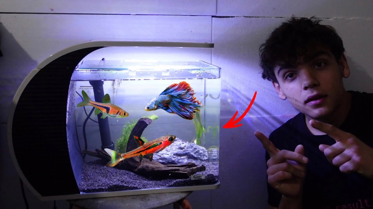 YouTube post by @tartamilloyt for Hygger Aquarium. Caption reads: [...] videos. Product link: 🇺🇸More Hygger....