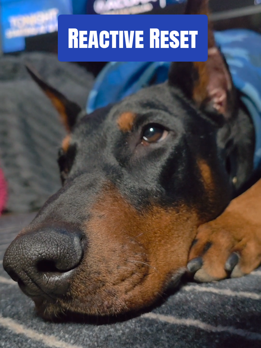 TikTok post by @dobergoats for King Lou. Caption reads: [...] resets. This is part of ours. @King Lou....