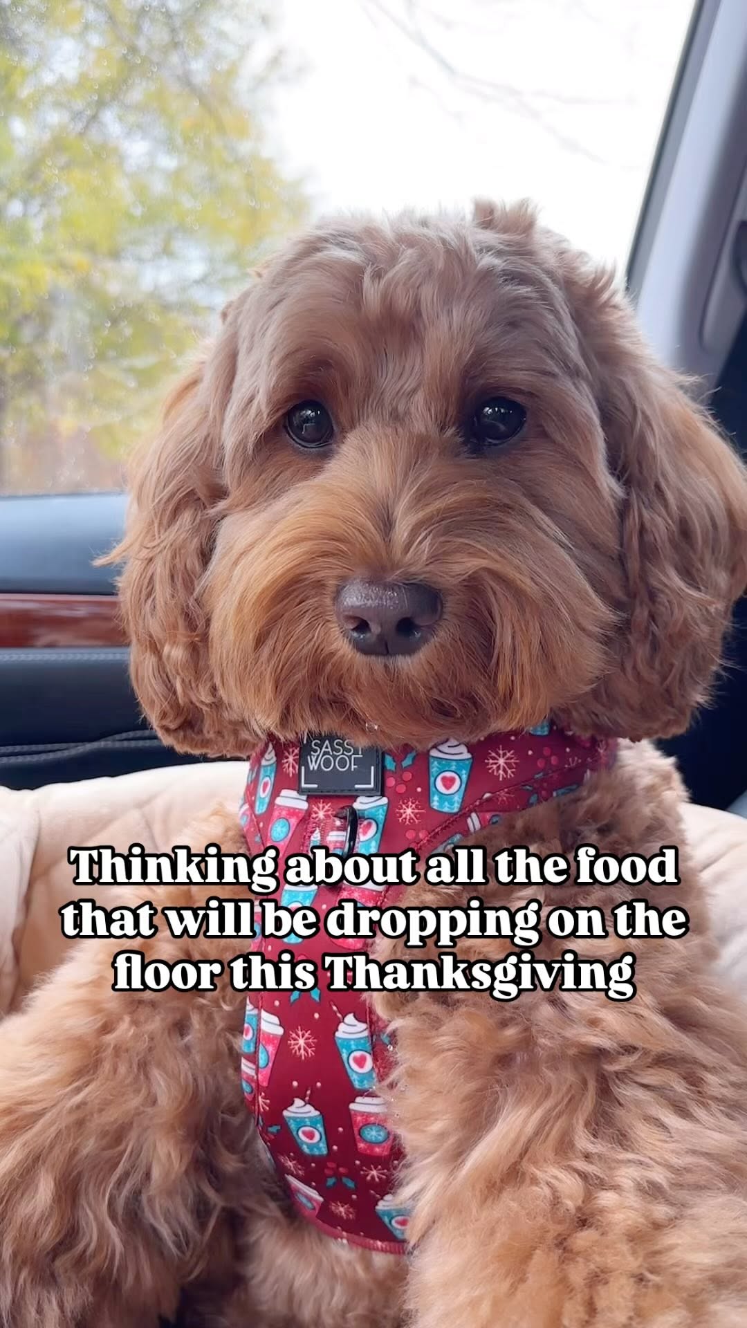 Instagram post by @indy.thecockapoo for Sassy Woof. Caption reads: Gobble till you wobble! That’s what I’m....