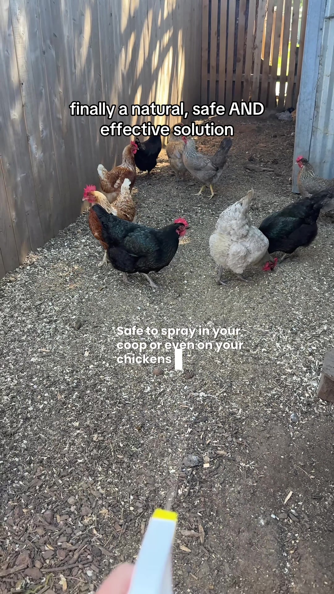 TikTok post by @hannahchasinghappy for Reliant Pet. Caption reads: [...] #chickensoftiktok #chickentok #chicks....