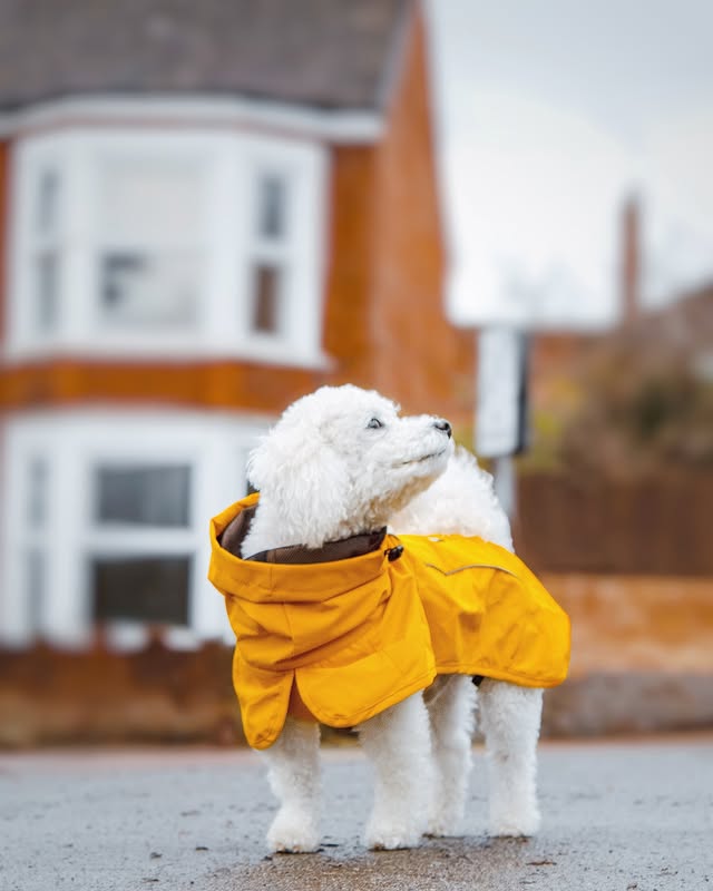 Instagram post by @lifeofapoochon for Spark Paws. Caption reads: [...] #wontlookwednesday #wlw #sparkpaws #dogmodel.