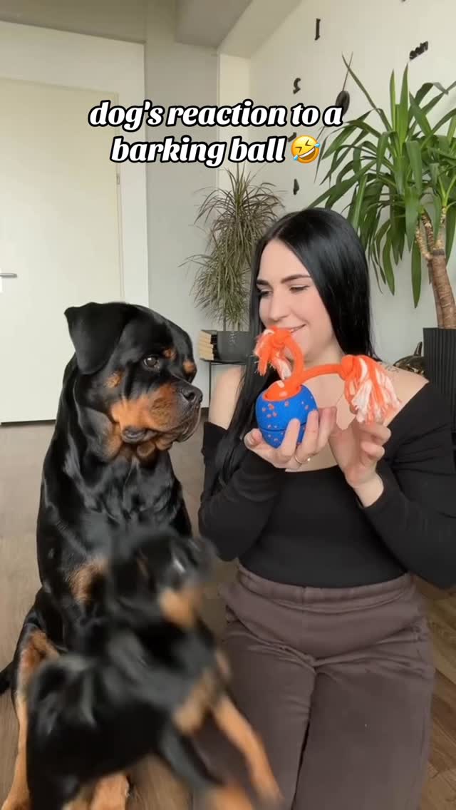 Instagram post by @thenicegirlx for Cheerble. Caption reads: Barking ball from @cheerble_global 
✨Link in BIO
✨....