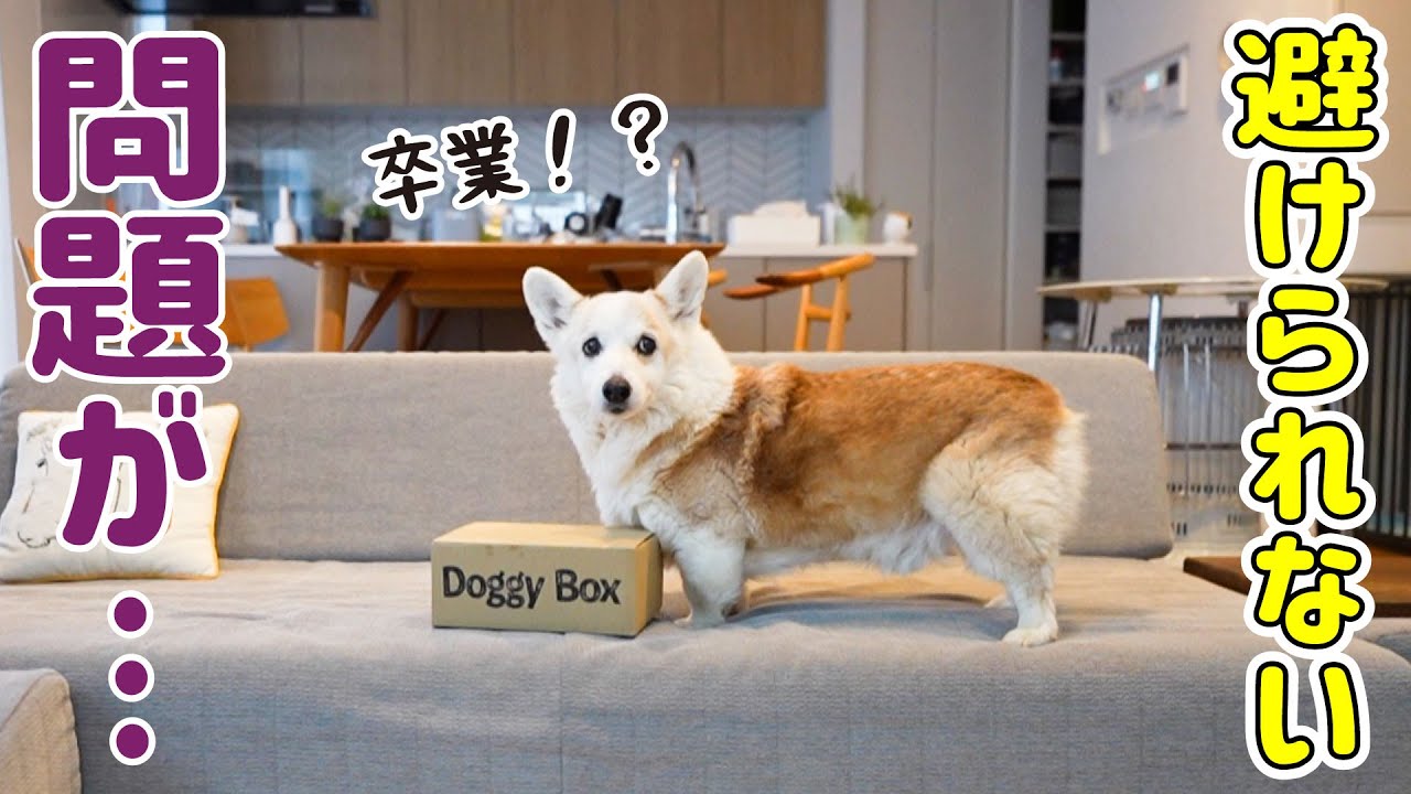 YouTube post by @corgi_noel_mona for Doggy Box. Caption reads: [...] it finally time to graduate from the doggy....