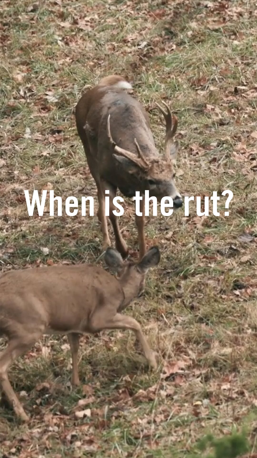 Instagram post by @kipadams_nda for Vortex Optics. Caption reads: Kip Adams from The National Deer Association....