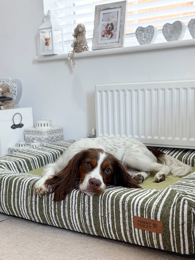 Instagram post by @ladylolaofwestsussex for FunnyFuzzy. Caption reads: Cosiest bed from @funnyfuzzy_usca 💭💚 Lola has....