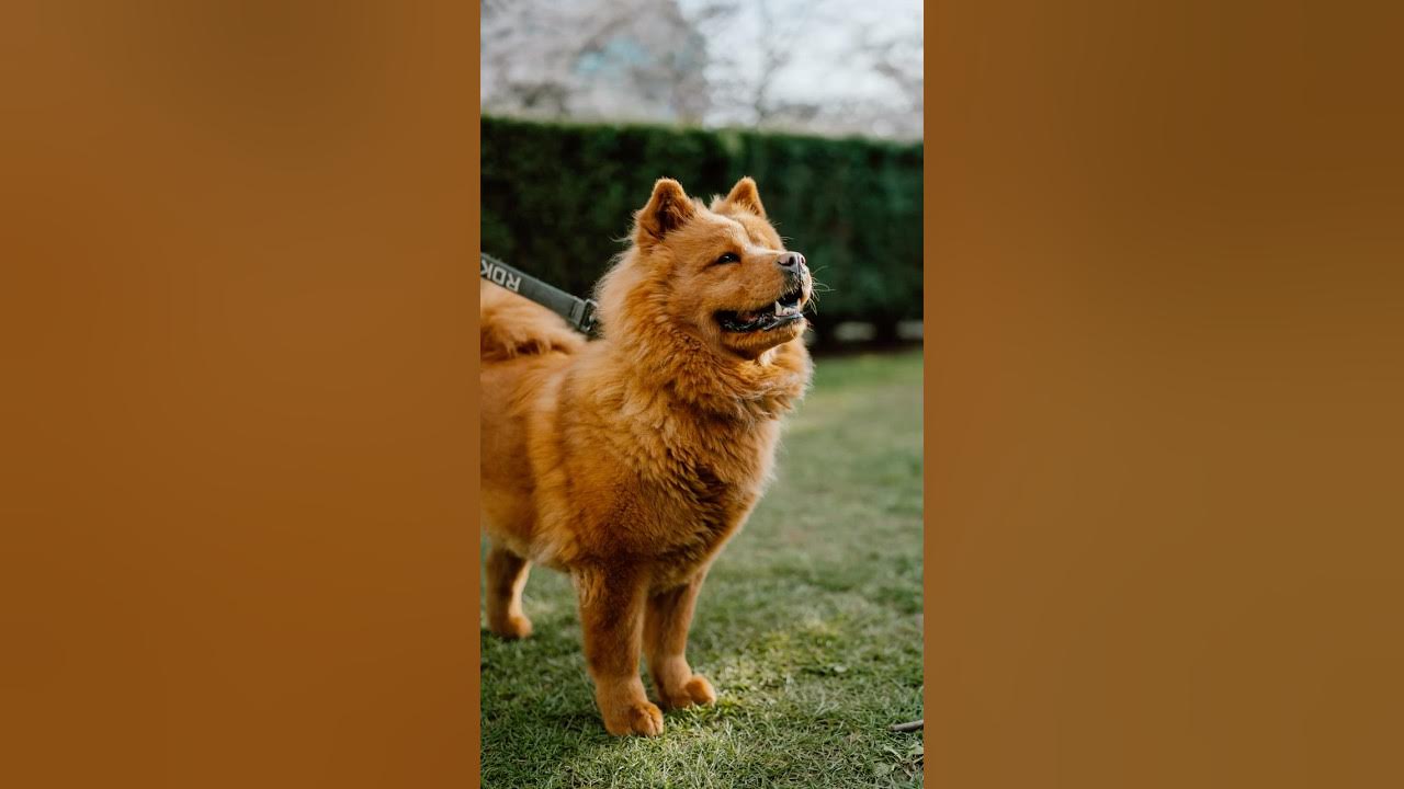 YouTube post by @justinveenema for Viltrox. Caption reads: [...] would be a good time to test out my new....