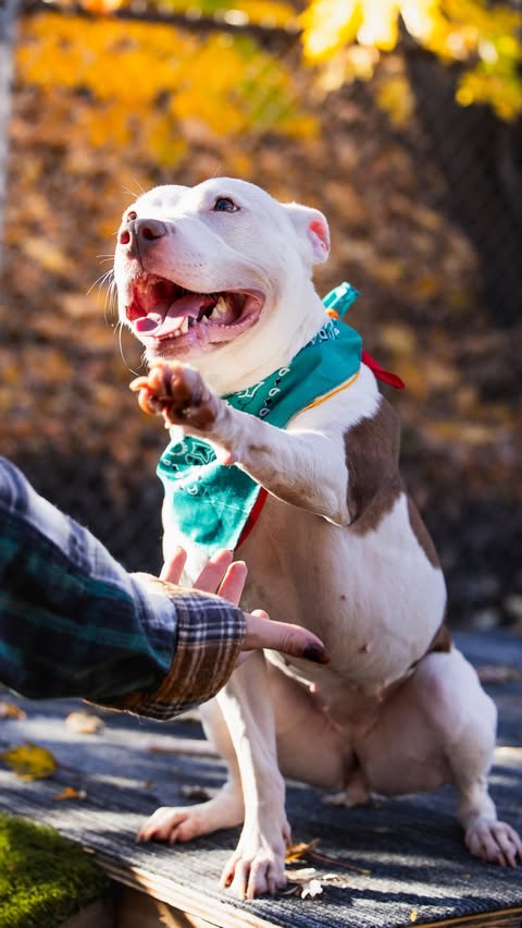 Instagram post by @4evertails for Earth Rated. Caption reads: They started calling me Babe after I was....