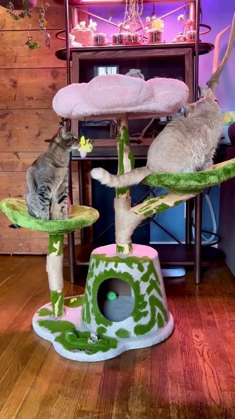 Instagram post by @purrincess_peaches for Happy & Polly. Caption reads: Cute and cozy alert! 📢 We received this adorable....