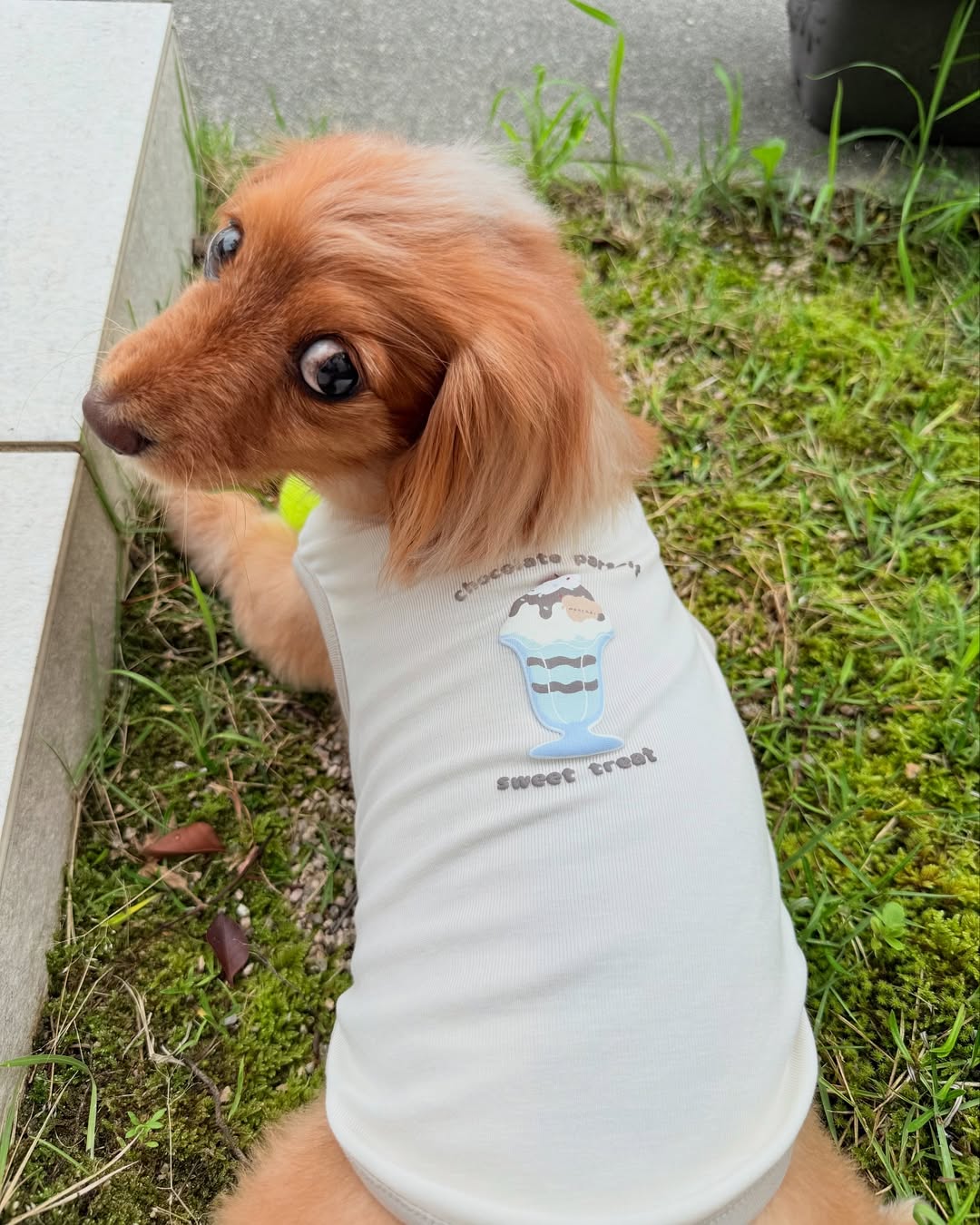 Instagram post by @mohicandog.natsu for Mon Cheri. Caption reads: @moncheri.dog....