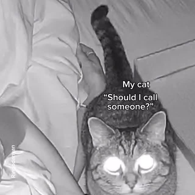 Instagram post by @ringodanyan for Petlibro. Caption reads: The secret to my early mornings🤫
My cat is my....