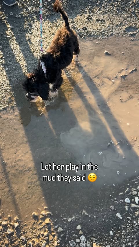 Instagram post by @paisleythecavapooooo for Mrs. Meyer's Clean Day. Caption reads: [...] princess in a single bath. The....