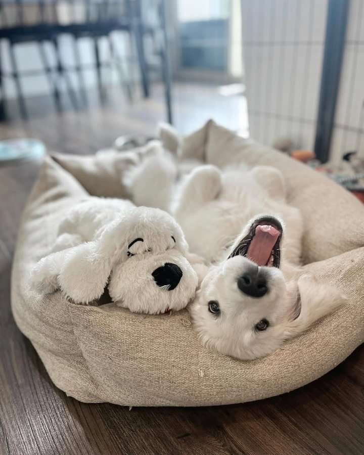 Instagram post by @wallenthegoodboy for Snuggle Puppy. Caption reads: [...] of Instagram, pupfluencer, original snuggle....