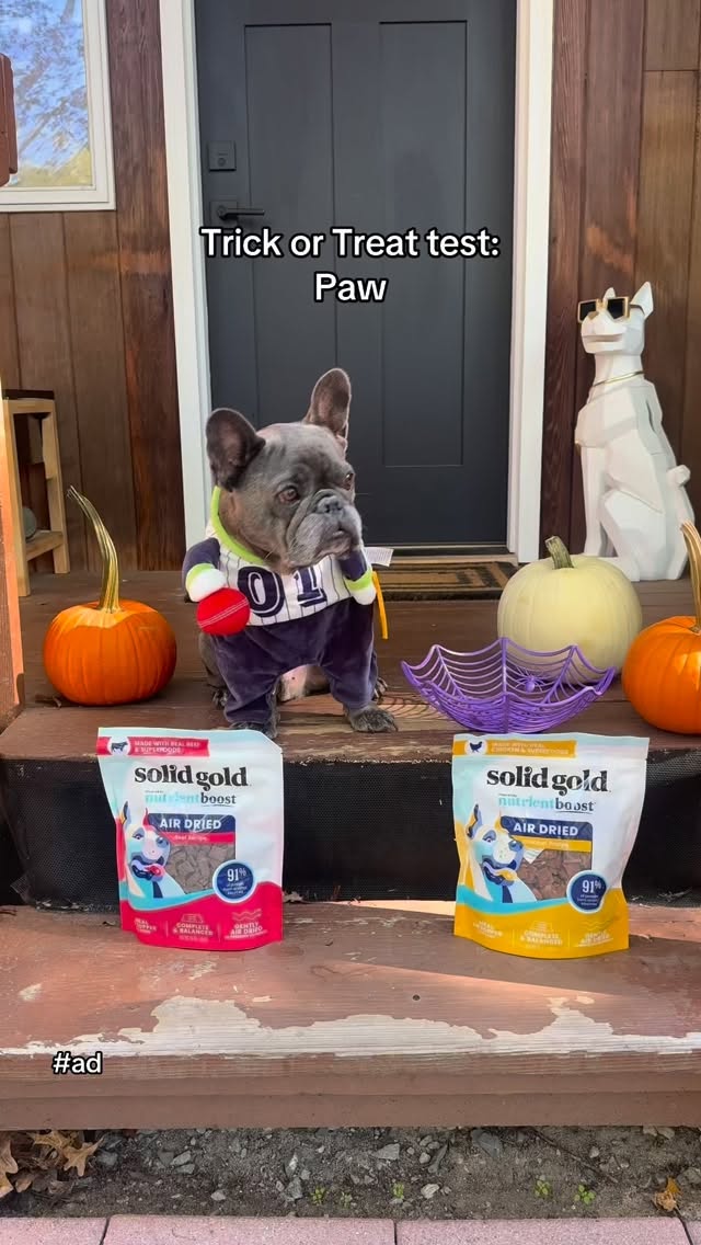 Instagram post by an influencer for Solid Gold Pet. Caption reads: [...] he’s only here for the @solidgoldpets Air....