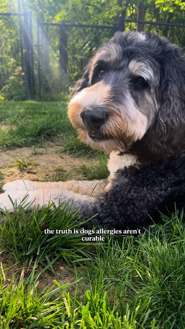 Instagram post by @dogtorkristi for Fera Pets. Caption reads: Comment “FERA” for my favorite allergy soft....