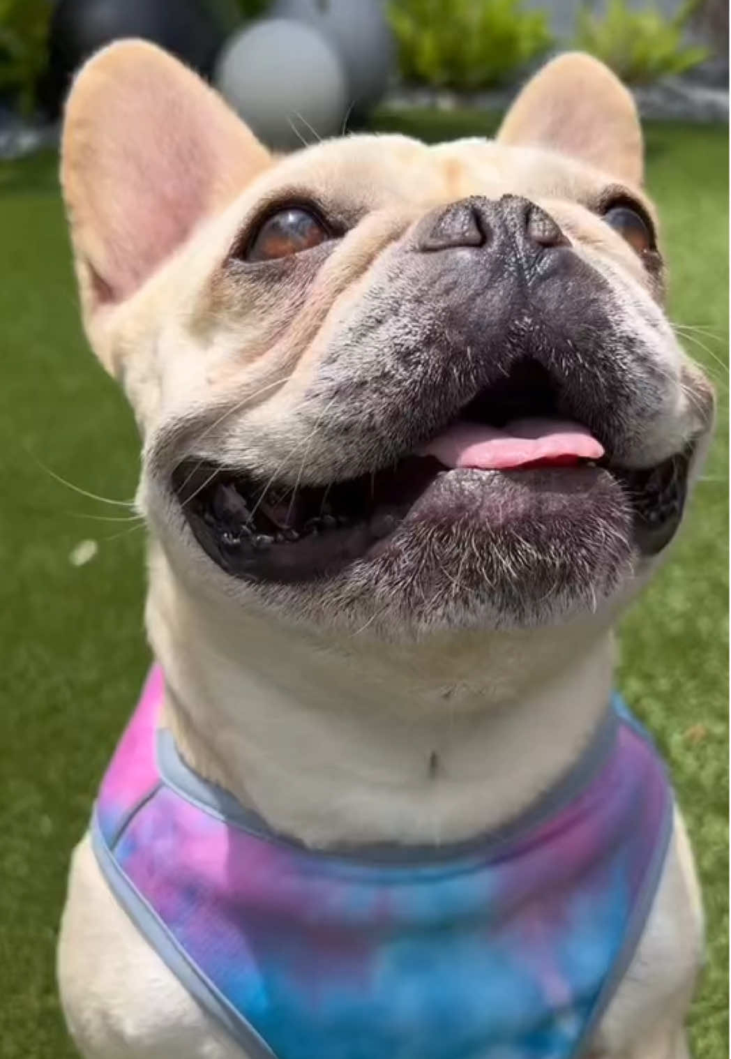 TikTok post by @cremethefrenchie for Spark Paws. Caption reads: [...] dog cool all summer long! @SPARK PAWS....