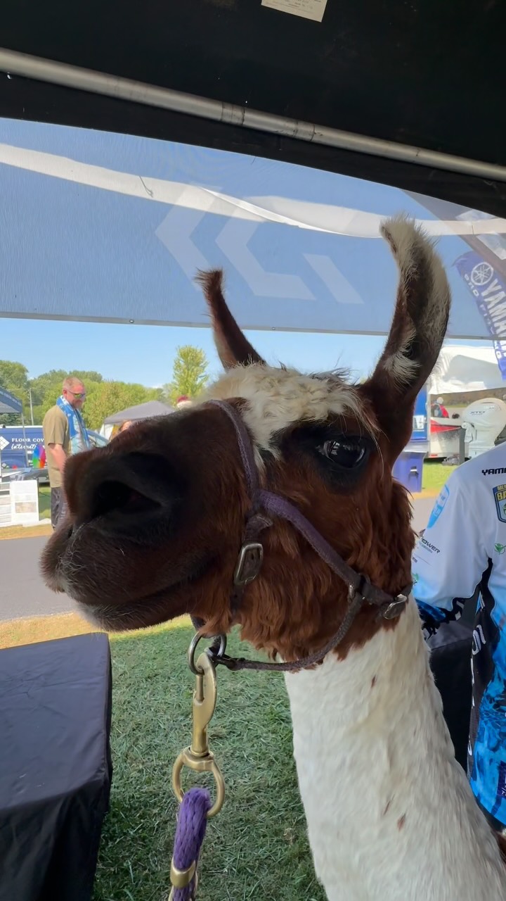 Instagram post by @randyhowellfishing for Daiwa. Caption reads: ole tight-lipped llama @sethfeiderfishing....
