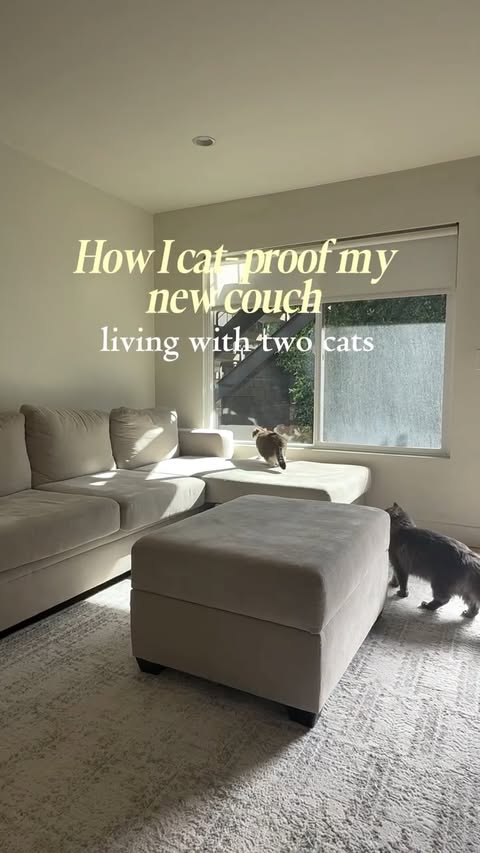 Instagram post by @phoebe.thescottishfold for Nolan Interior. Caption reads: #ad Proof that you can have cats and a nice couch....
