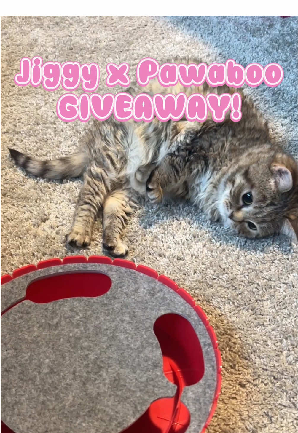 TikTok post by @melodyandjiggy for Pawaboo. Caption reads: Jiggy is teaming up with @pawabooofficial to spoil....