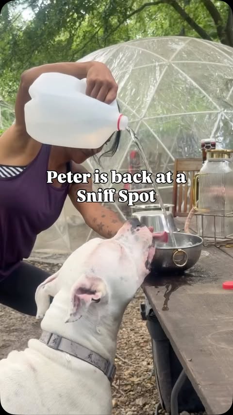 Instagram post by @jerrischerff for Sniffspot. Caption reads: @sniffspots Why do you keep casting this dog? It’s....