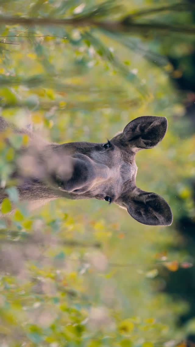 Instagram post by @gamanderlopez for JACK WOLFSKIN. Caption reads: [...] when travelling to Sweden with the....