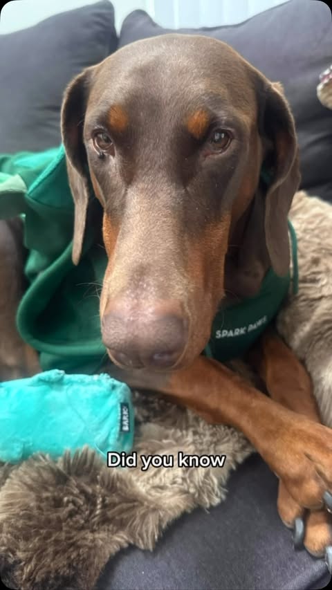Instagram post by @laylaluandmaceymoo for Petcube. Caption reads: I thought Petcube @petcube was just how I checked....