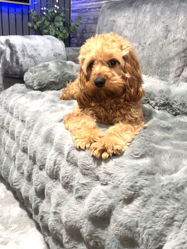 Instagram post by @teddy_the_cavapoo2025 for FunnyFuzzy. Caption reads: [...] treat at checkout 💸🐾 Kindly gifted....