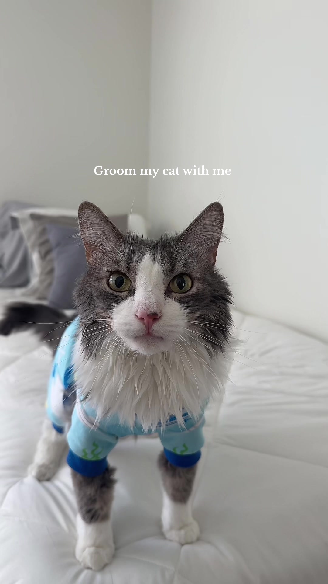 TikTok post by @ashali123_ for Neakasa. Caption reads: [...] @Shameless Pets @Rinseroo™ @Heapets Store....