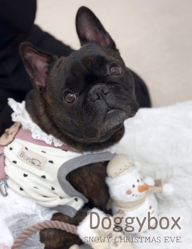 Instagram post by @frenchbulldog_azuki for Doggy Box. Caption reads: 𓃟あずきちゃん大好き『Doggybox📦』🤍

@doggybox_jp....