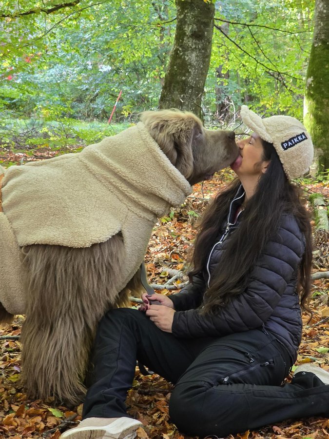 Instagram post by @teddythenewfie_swe_ for PAIKKA. Caption reads: AD// @paikka.pet 
We love everything from....