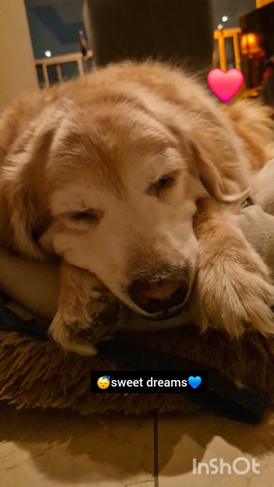 Instagram post by @shaggythegoldenone for Instagram. Caption reads: 💙 Had a tiring day today. Time to go to bed. Gud....