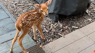 YouTube post by @ItsAWildLife1 for DSG Outerwear. Caption reads: Baby Deer Rescue From a Direct Hurricane.