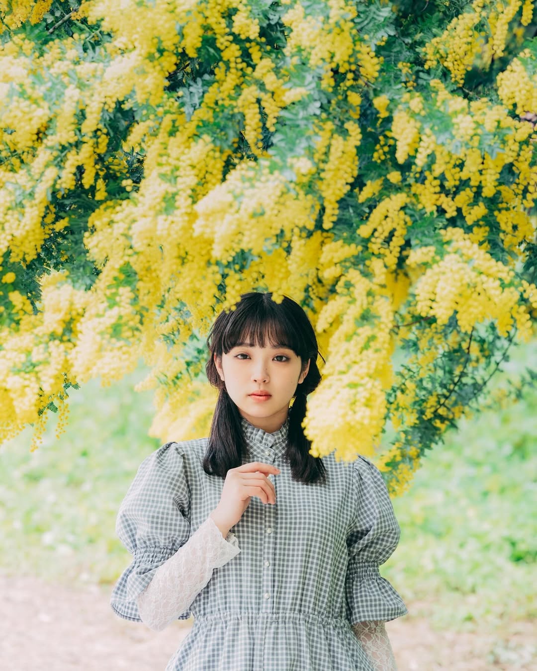 Instagram post by @maokra__ for lenssis jp. Caption reads: mimosa.