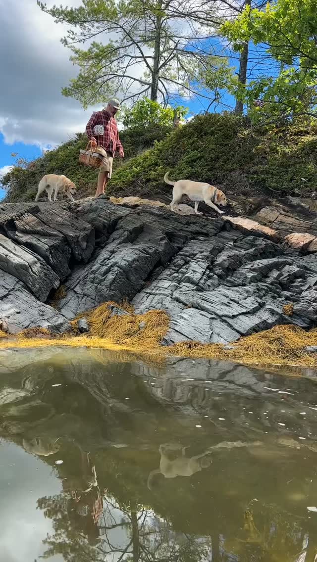 Instagram post by @dognamedstella for Fera Pets. Caption reads: When it comes to picnicking, Stella and Mabel....
