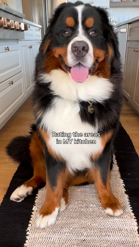 Instagram post by @bogeybeartheberner for Revival. Caption reads: [...] bit bougie and love nice comfy things.....