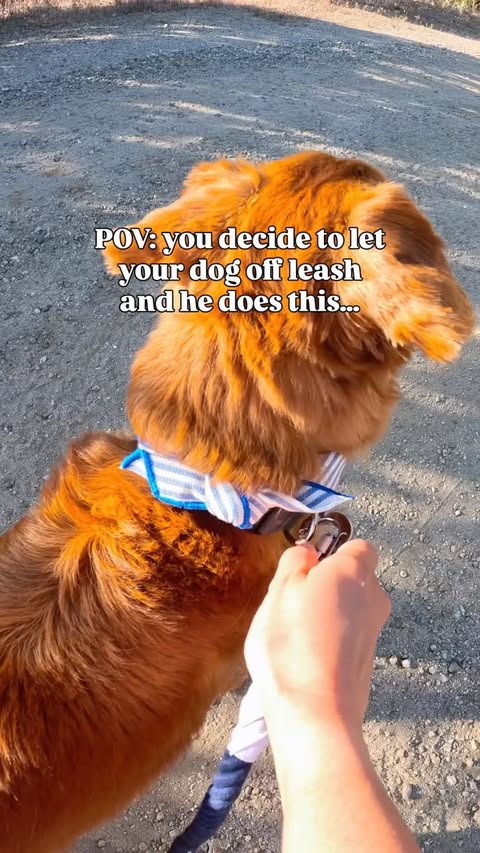 Instagram post by @chance_the_mini_golden for Fi. Caption reads: [...] I like staying close, but they still use....