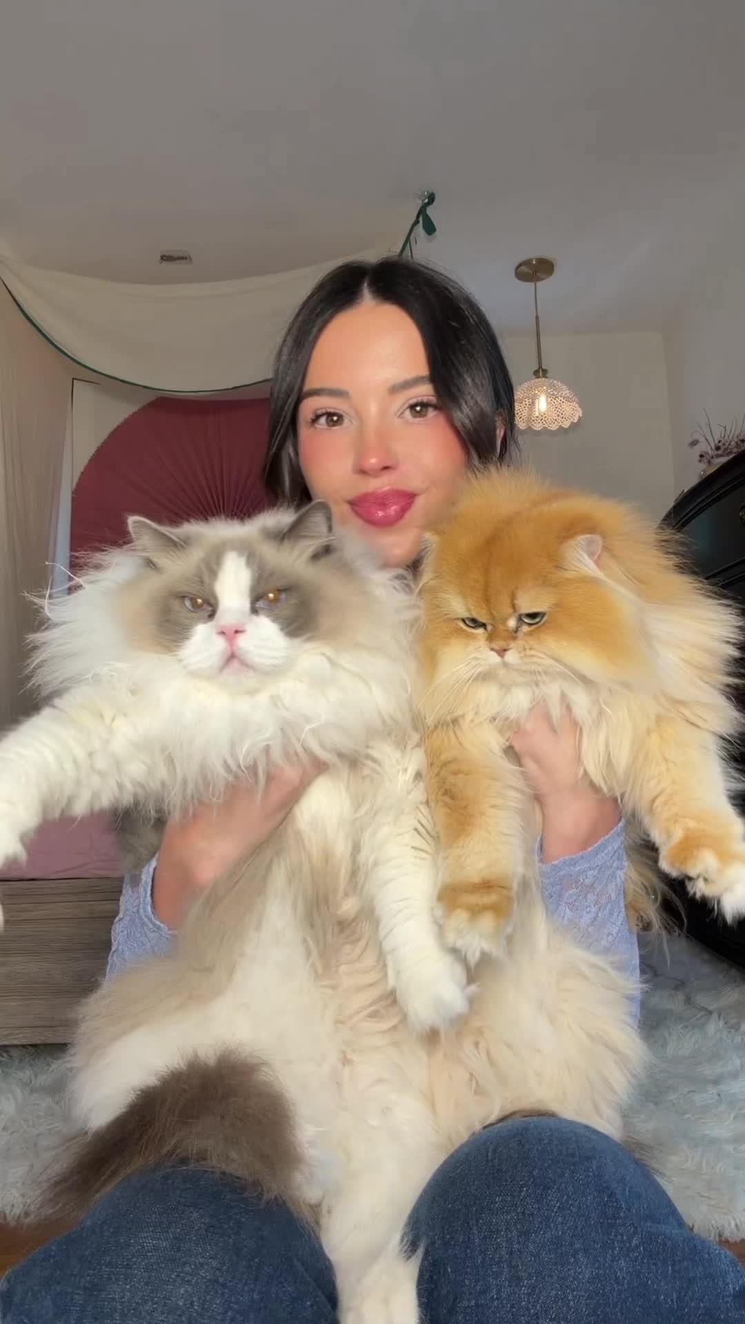 TikTok post by @lyssielooloo for Chewy. Caption reads: [...] things 🤝All allergy helpers are in our....