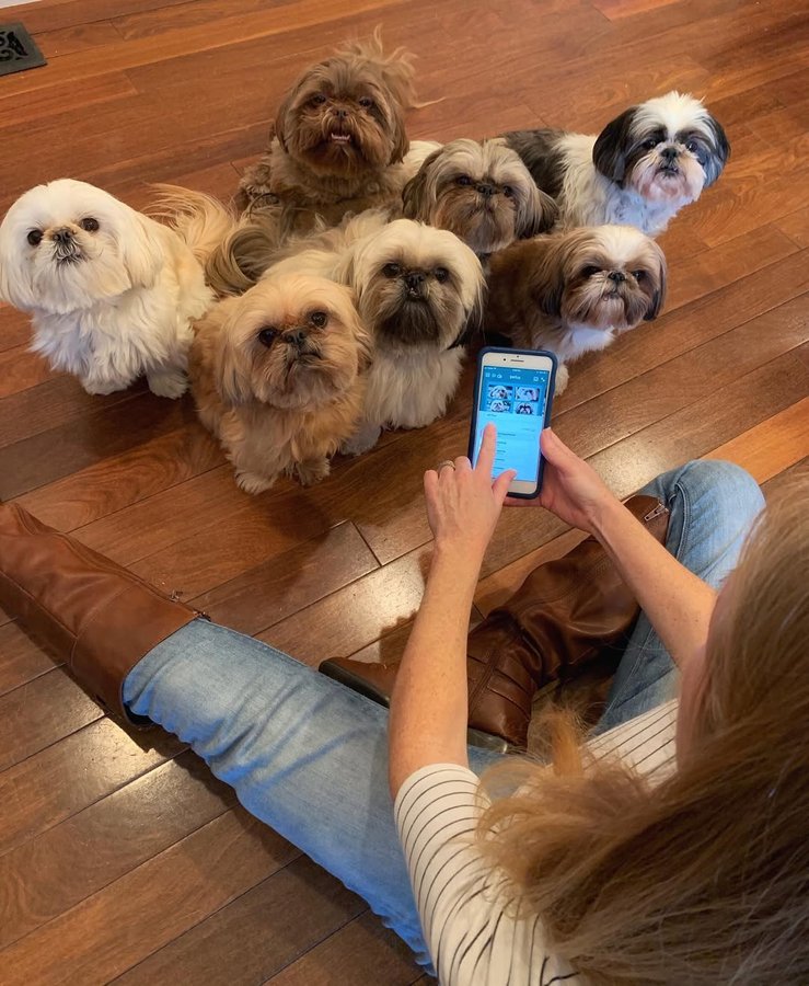 Instagram post by @jerseyshihtzu for The Dog Agency. Caption reads: Friends , I’m not sure how I’ve come this far as a....