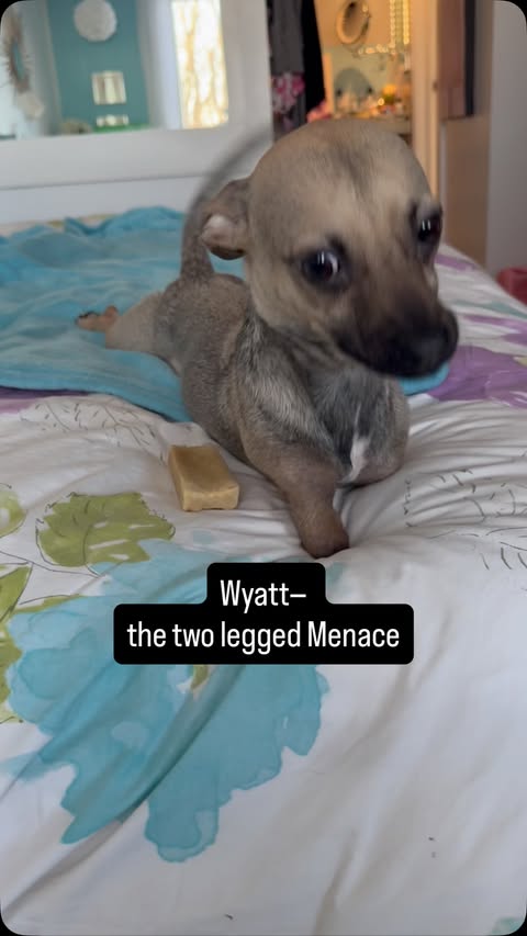 Instagram post by @amira.amiracle for The Dodo. Caption reads: Baby Wyatt, don’t ever change. We couldn’t love....