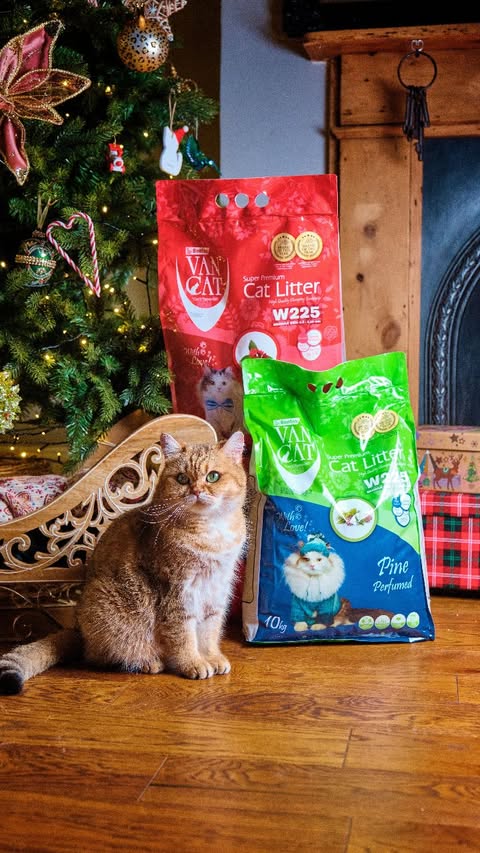 Instagram post by @golden.cheeks.cat for VanCatUK. Caption reads: This Christmas we got… creative. 🎄✨

From....