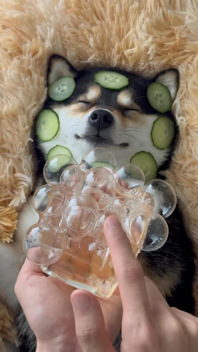 Instagram post by @littlemanyu_ for CASEKOO. Caption reads: [...] than teaching “sit”): 1️⃣ ‼️MUST Follow....