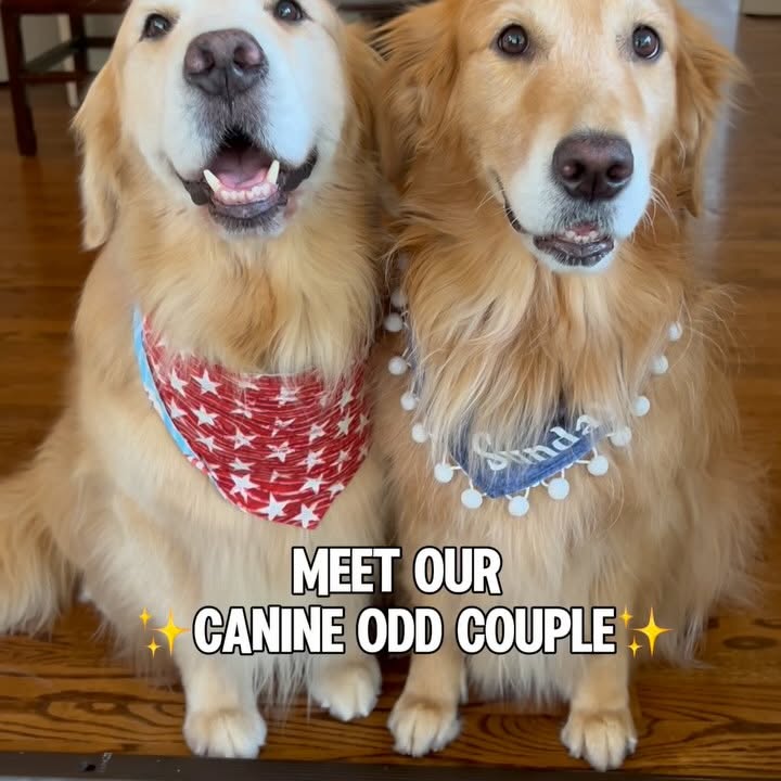 Instagram post by @sundaythegoldenretriever for Kradle. Caption reads: [...] joyfully is my love language and adding....